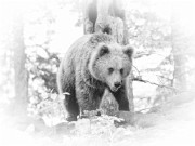 Slovenian-Bears-SW